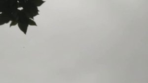 Леушковские Муроголовые  голуби на посадке