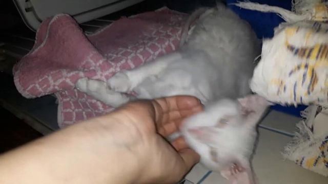 Что с кошками после появления в квартире собаки? смотреть онлайн