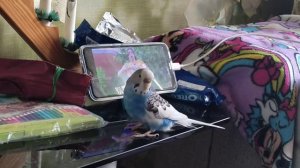 Смешной волнистик Гриша разговаривает с ютубом