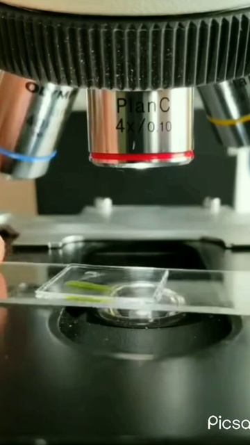 plant leaf under the microscope...shorts shortvideo ytshorts education