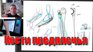 Анатомия костей предплечья - А. Рыжкин