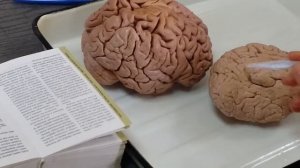 Анатомия Головной мозг часть 4