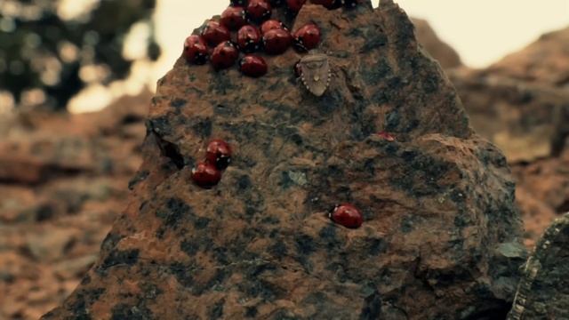 Обращение Симеона Афонского к тем, кто никогда не прочитает эти строки... смотреть онлайн