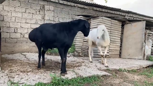 🟡ЧЁРНО-БЕЛЫЕ КУЧКАРЧИКИ ЗАЦЕНИТЕ ВЕСЬ ОБОИХ 100 КГ РОСТ 100 СМ /ГИССАР /GISSAR смотреть онлайн