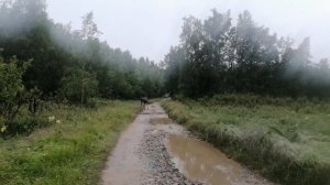 ЛОСИ АТАКУЮТ.июль2023.Соловки