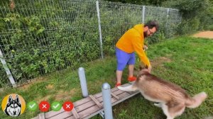 Обзор на собачью площадку, собаки в восторге.