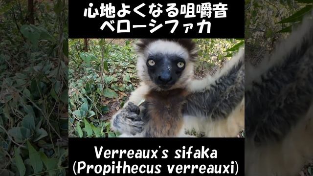 神…神咀嚼！心地よくなる咀嚼音！ベローシファカ Verreaux's sifaka, Propithecus verreauxi 静岡大学 加藤英明 #Shorts ≫ 加藤英明【公式】かとチャン