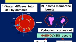 Biology Form 4 KSSM SPM Chapter 3 (3.3) Hypotonic, Isotonic, Hypertonic solutions, effects on cells