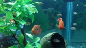 мальки хромиса красавца