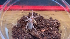 Chilean rose tarantula (Grammostola Rosea)