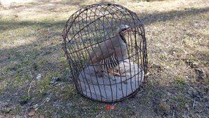 Овози модкабк  Садои модкабки шикори  Мастак  Кабки мода Кабк Кабк Keklik که و Partridge Chukar