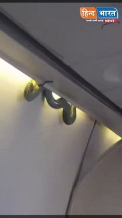 उड़ते प्लेन में अचानक दिखा Cobra😨 #shorts Cobra In Airplane Viral video | Snake In Air Asia Plain