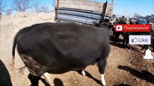 Молбозор. Факат молхои нигахбори. Молбозори Худжанд