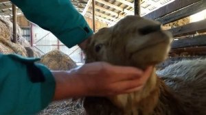 Взвешивание баранчика