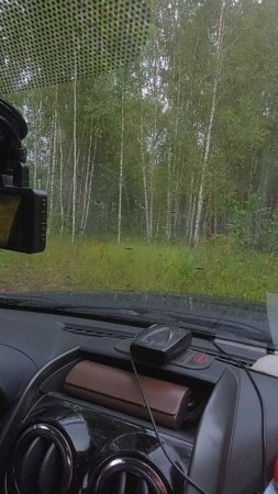 Лес в Гусино далекий.