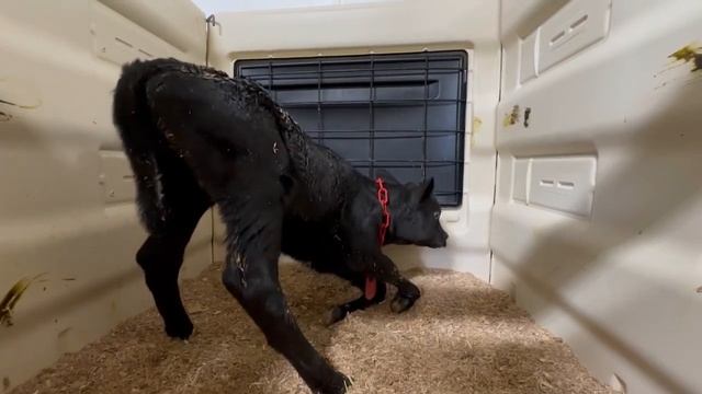 Viral video captures "hugs and kisses" in the calf barn at Brillion's Shilo Dairy смотреть онлайн