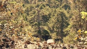 Сентенции афонского старца: Путь в глубины сердца