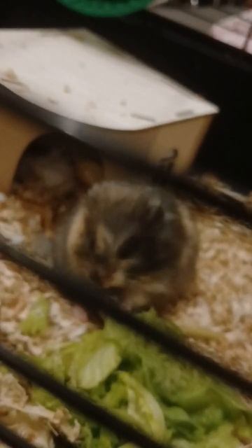 сирийский хомячок ест лист салата #hamstershorts #cute #animals #хомяк #хомяки #хомякрулит #милота