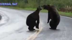 💪Бой медведей/Bear fight💪