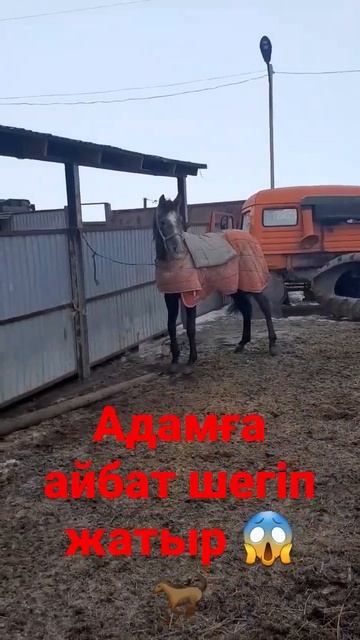 #ат #байге #тулпар #көкпар #лошадь #байтал #скачка
