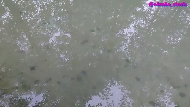 Голубая криница / Источник здоровья ???