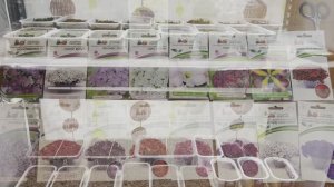 Эустома на 14 день. Посев Петунии.