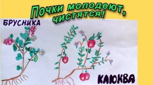 Почки молодеют, чистятся и камни выходят! Смотрите, чем я очищаю почки дома…