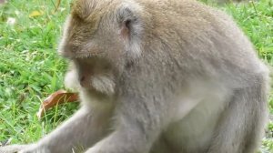 Dodo menangis digigit semut gatal [Monyet kecil yang tangguh dan kuat] #tuabangmonkey