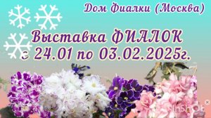 ФИАЛКИ - 25. Выставка фиалок в Доме ФИАЛКИ с 24.01 по 03.02.2025г. "ЗИМА УЛЫБАЕТСЯ"