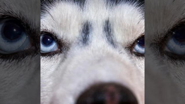 Заказ хаски(втоде эдит)    звук наверное мой.       Пж пусть залетит🥺