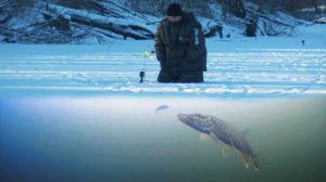 Невероятные подводные съемки зимней рыбалки на жерлицы в начале января! Удивительные моменты!