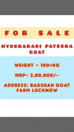 Hyderabadi Pateera Goat [Badshah Goat Farm]