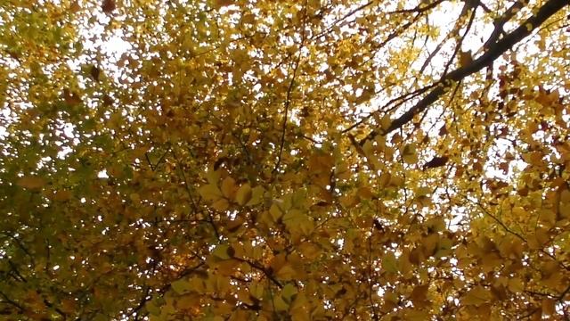 GIVE THANKS | Thanksgiving 🙌 | Piano | Instrumental with Lyrics