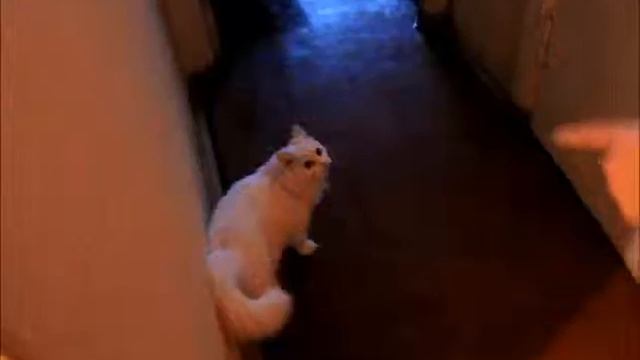 беззвучная кошка ахахахаха