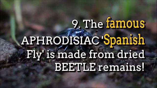 Most lipstick contains fish scales!? | 15 Quirky Facts смотреть онлайн