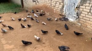 Николаевские голуби п.Прибрежный Самарская область 2024. В гостях у Валерия