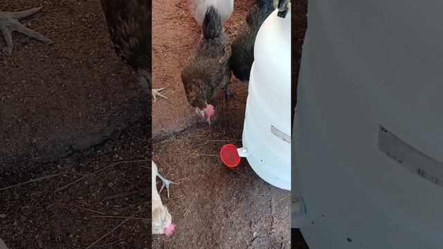 начало есть ,кто хочет продолжение? #chicken #baby
