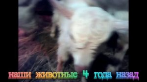 подарочек на 23 февраля