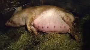 Роды свиньи