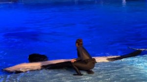 Orca Encounter NIGHT Show Highlights | SeaWorld Orlando 4K (12-18-22)