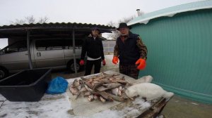Это рыба от закормов. Зимняя рыбалка по первому льду на Маныче.  От Юрия Философа