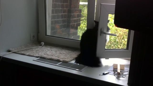 Кошка выпрыгнула в окно смотреть онлайн