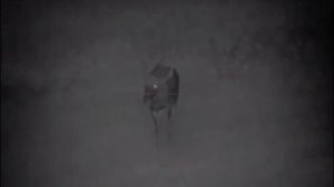 Pulsar Digisight Ultra N355. Лось на вабу. Взрослый лось 3+4