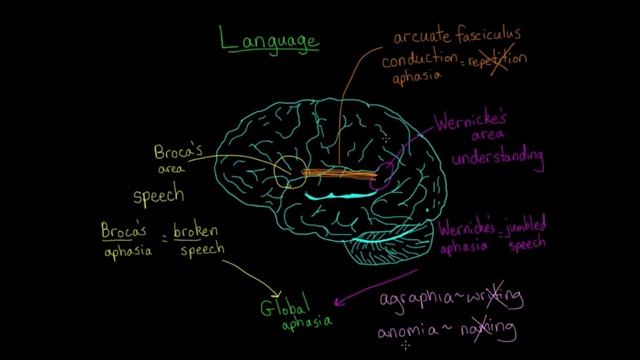 Language and the brain: Aphasia and split-brain patients | MCAT | Khan Academy