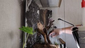 Новый формат | Запуск террариума для древолазов | Возвращение на канал