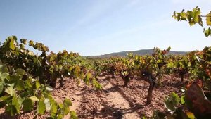 Elaboración de Cepas Viejas Bobal (I) - Bodegas Murviedro