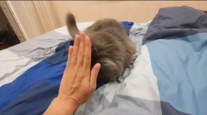 Рыся - самый целеустремленный кот!