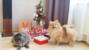 Бася и Рыся открывают Новогодние подарки!