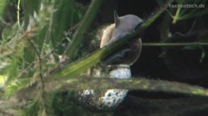 [HD] Close-Up of my great pond snails and ramshorns / Teichschnecken [1/1]