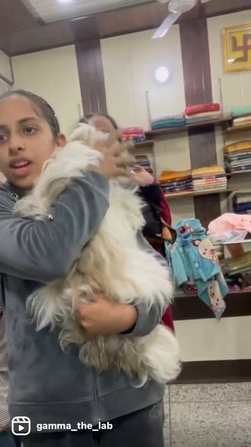 Oh mere jaan ❤️ #gammathelab #dogsofinstagram #doglover #dogoftheday #dogarethebest #viral смотреть онлайн